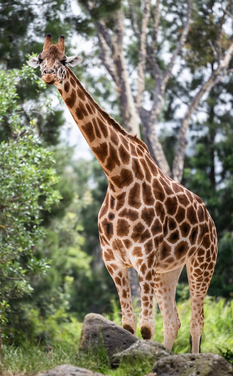 Giraffe in savannah