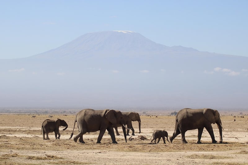Elephant on safari